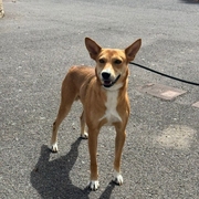 COOPER Image 7